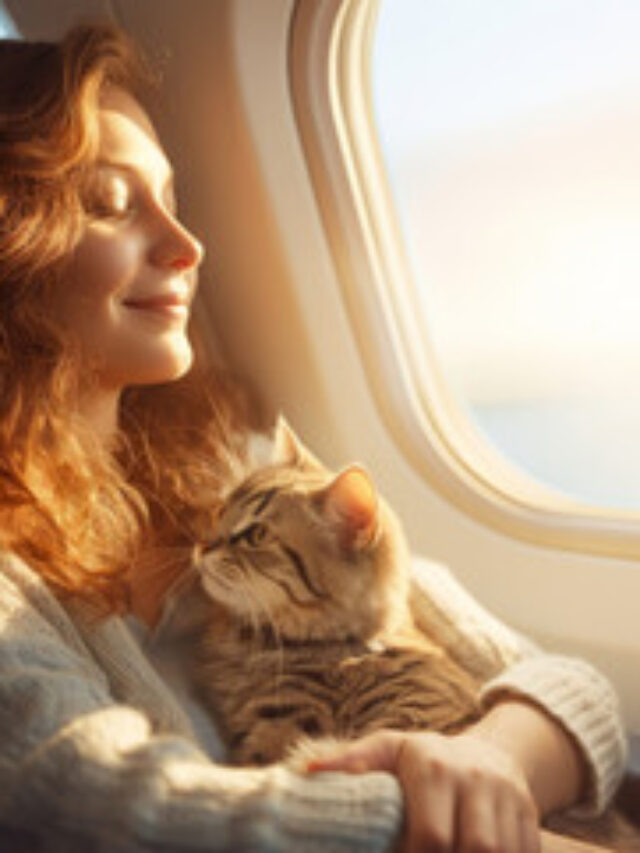 flying with cat tips, cat air travel, airplane pet policy, fly with cat in cabin, cat cargo flying risks