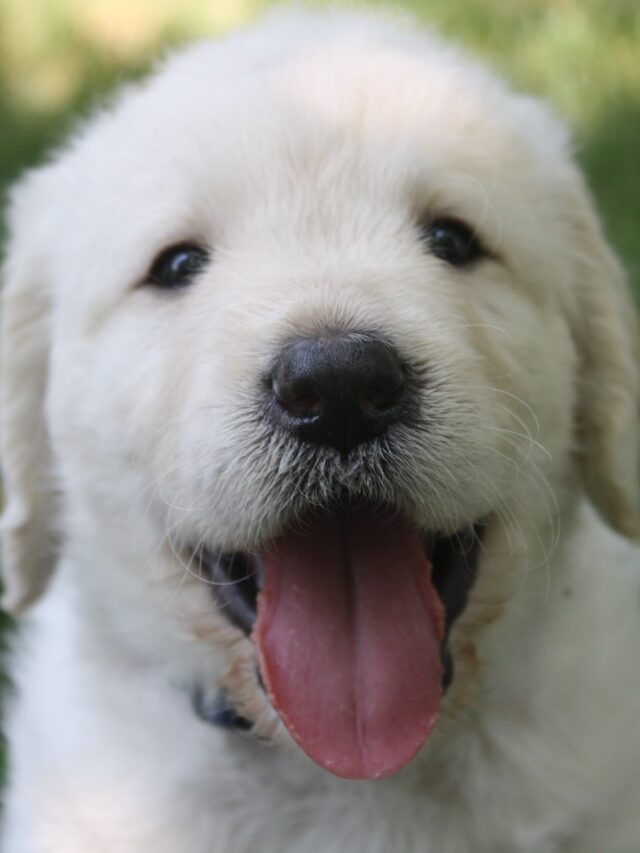 white-coated dogs, dog breeds, best canine companions, playful Poodles, elegant Samoyeds, family pets, dog lovers, pet adoption, loyal companions,