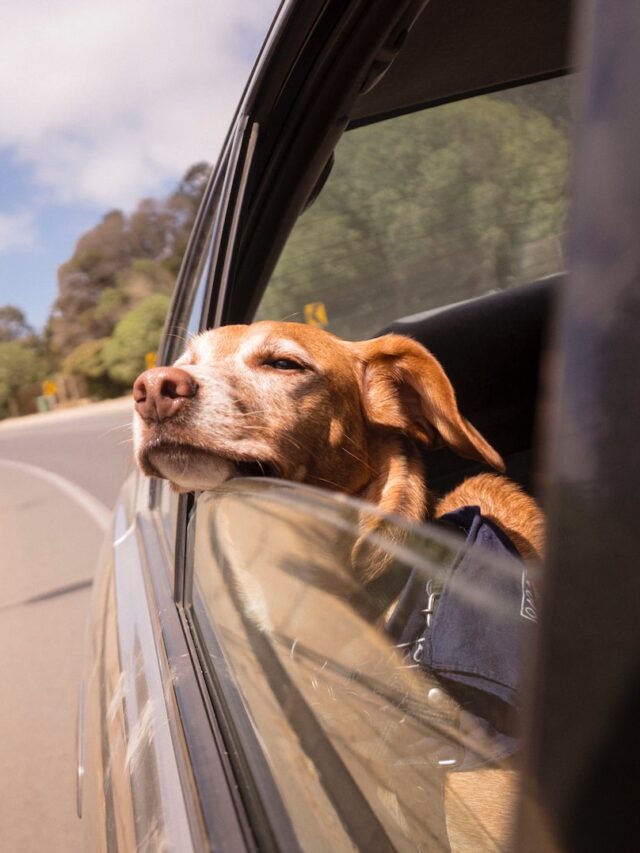 dog vomiting in car, car sick dog, dog throws up in car, dog vomiting car sickness, dog anxiety car