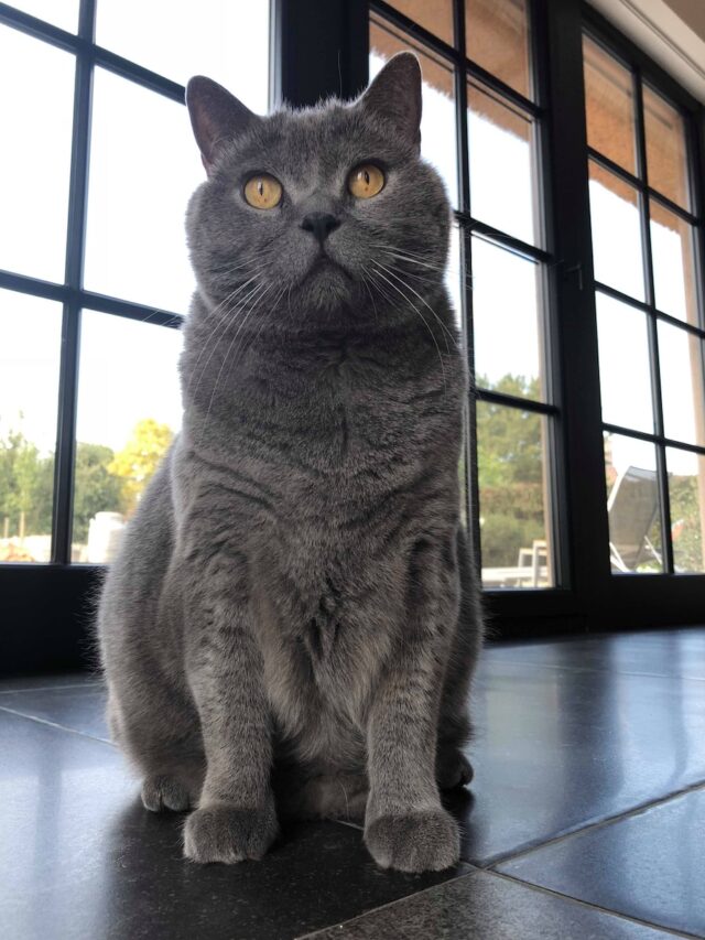 Chartreux cat, gray cat breeds, short-haired cats, French cats, loyal cats, calm cats, intelligent cats, unique cat breeds, cat care, cat grooming, hypoallergenic cats,