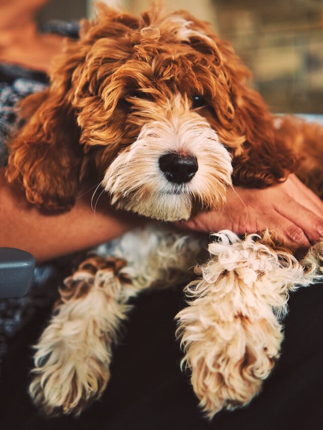 cute dog breeds, curly-haired dogs, adorable pets, top dog breeds, Poodle, Bichon, fluffy companions, best curly-haired breeds, charming canines, perfect pet dogs,