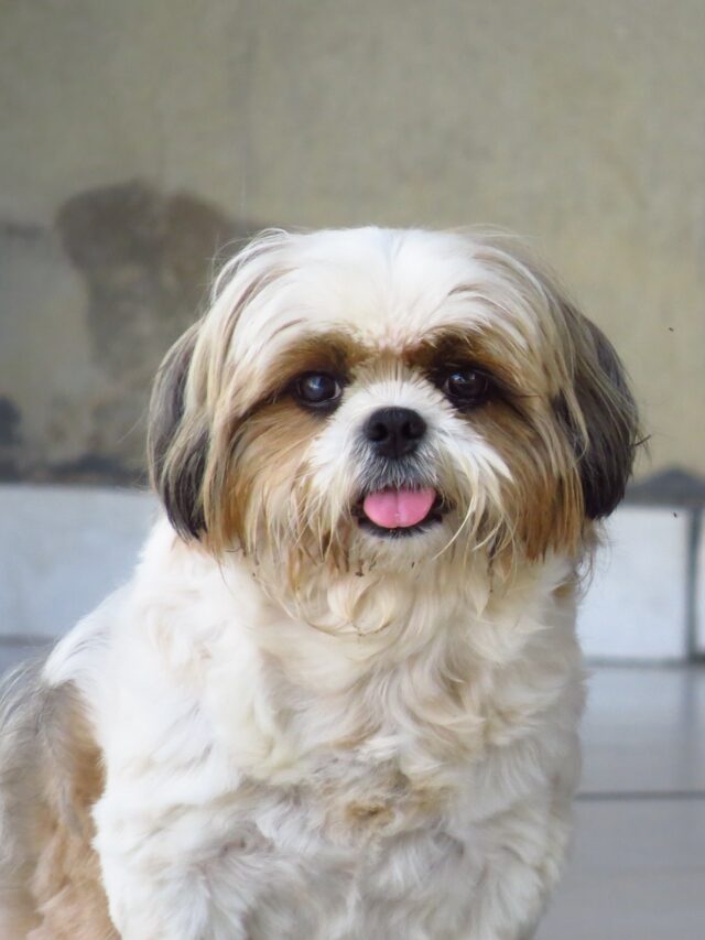 Shih Tzu, dog breeds, small dogs, affectionate dogs, hypoallergenic dogs, longhaired dogs, lion dogs, playful dogs, family dogs, companion dogs,