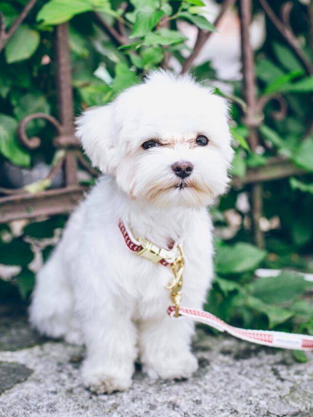 Maltese dog, small dog breeds, toy breeds, hypoallergenic dogs, intelligent dogs, playful dogs, silky coat, dog care, apartment living, family dogs, trainable dogs,