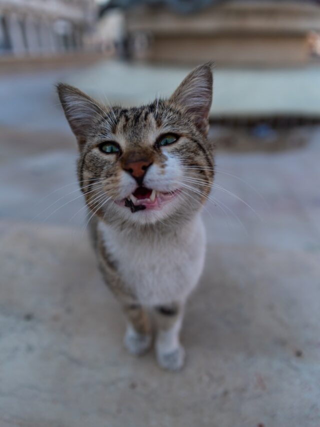 cats laughing response, cats smiling body language, cat happiness signs, cats playtime delight