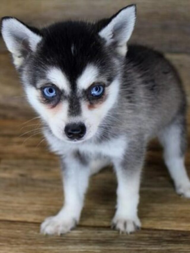 Alaskan Klee Kai, miniature husky, Spitz breed, spitz mix, intelligent, active, playful, loyal, independent, trainable, low-shedding,