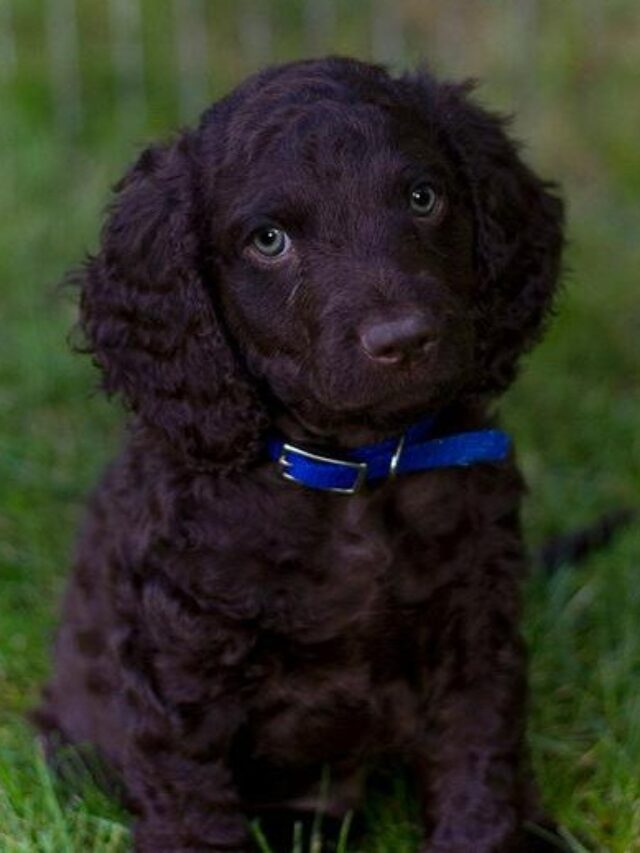 American Water Spaniel, dog breed, characteristics, care, family, water, hunting, playful, adaptable,