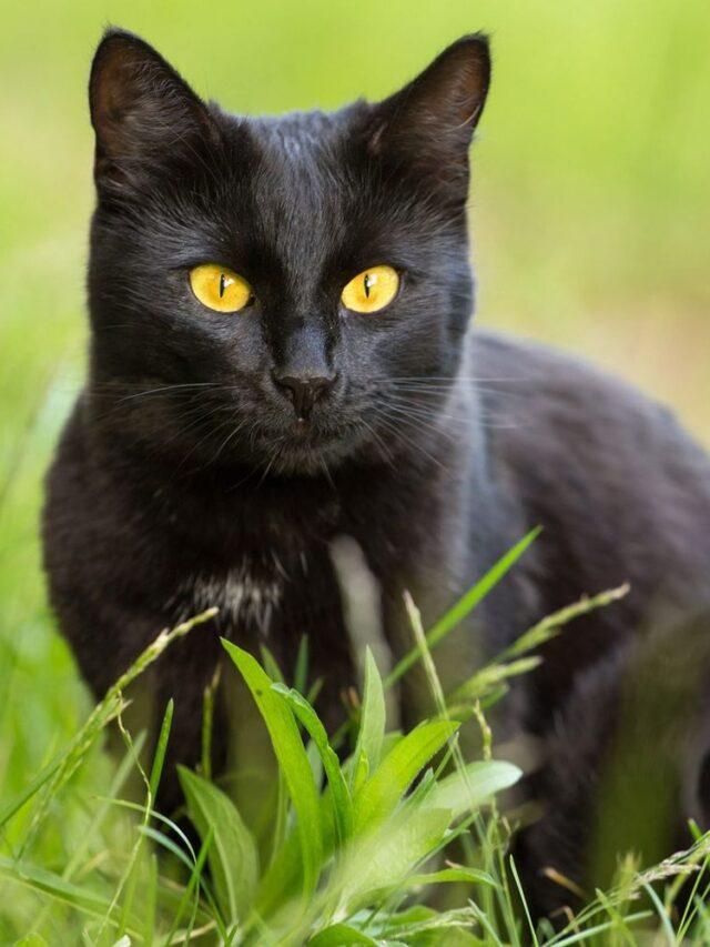 Bombay cat, Cat breed, Characteristics, Care tips, Best cat breeds, Top cat breeds, Bombay feline, Pet care, Feline companions, Unique cat breeds,