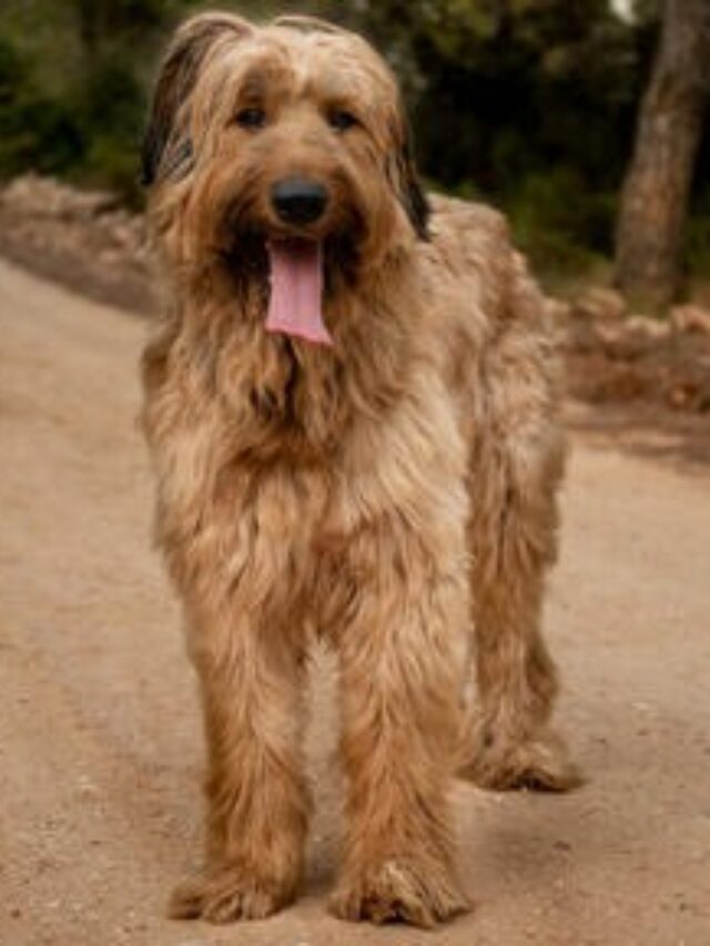 Briard dog breed, Briard characteristics, Briard care, Briard temperament, Briard exercise, Briard training, Briard grooming, Briard health, Briard lifespan, Briard size,