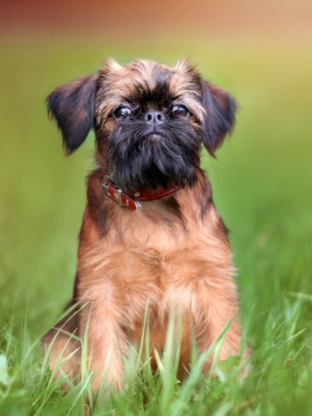 Brussels Griffon, Griff, small dog breeds, terrier breeds, intelligent dogs, playful dogs, bearded dogs, hypoallergenic dogs, apartment living, family dogs,