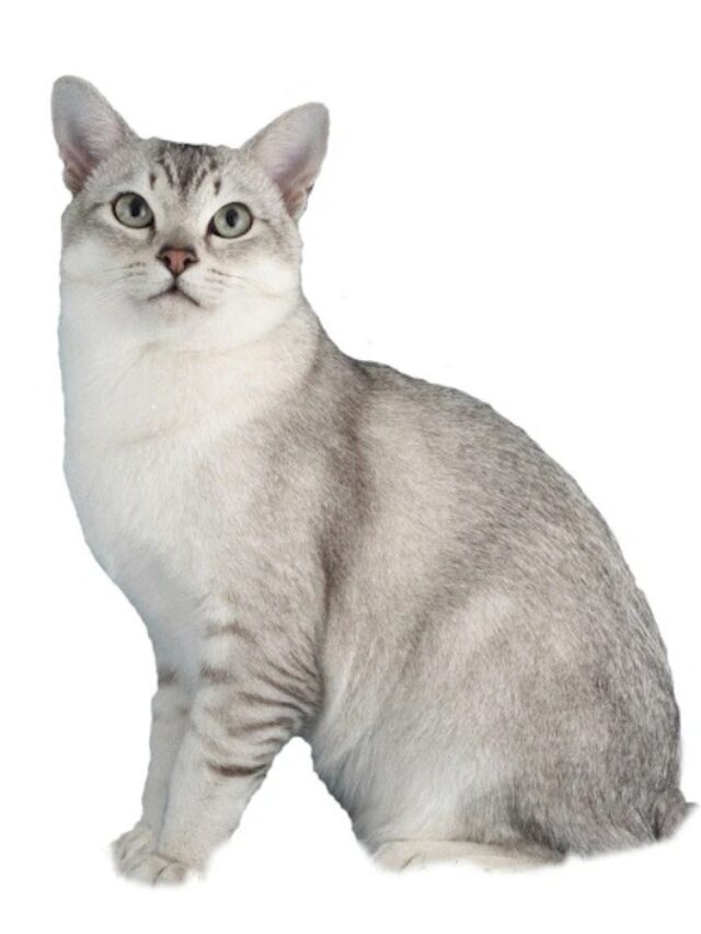 Burmilla cat breed, silver-shaded cats, Burmese-Persian mix, playful cats, intelligent cats, affectionate cats, unique cat breeds, cat care, cat grooming, low-maintenance cats,