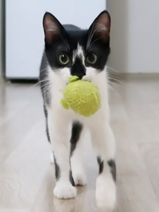 train cat to fetch, cat training tips, teaching cats tricks, fetch training for cats, feline behavior, interactive cat games, bonding with cats, cat obedience, cat owners, pet training,