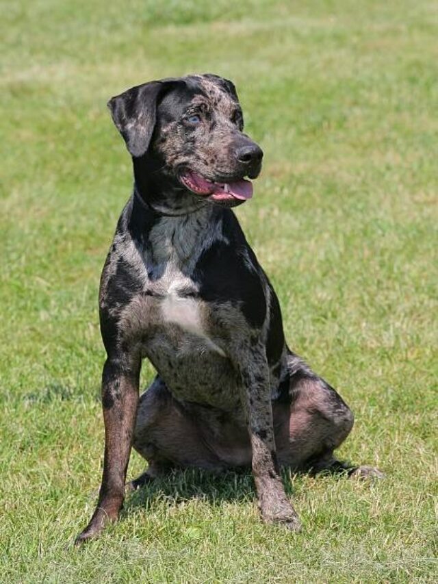 Catahoula Leopard Dog, Catahoula Leopard Dog characteristics, Catahoula Leopard Dog care, Catahoula Leopard Dog temperament, Catahoula Leopard Dog exercise, Catahoula Leopard Dog training, Catahoula Leopard Dog grooming, Catahoula Leopard Dog health, Catahoula Leopard Dog lifespan, Catahoula Leopard Dog size,