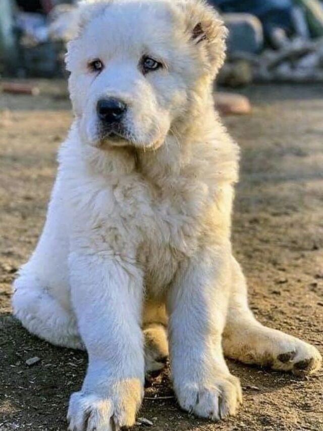 Central Asian Shepherd, guardian dog, large dog breeds, working dogs, independent dogs, protective dogs, hypoallergenic dogs, cold weather dogs, livestock guardians, Central Asia,