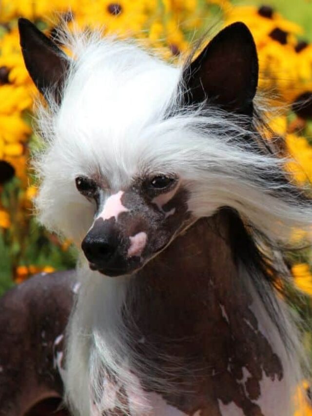 Chinese Crested dog, hairless dog breeds, playful dogs, affectionate dogs, hypoallergenic dogs, small dog breeds, family dogs, apartment living, trainable dogs, unique dog breeds,