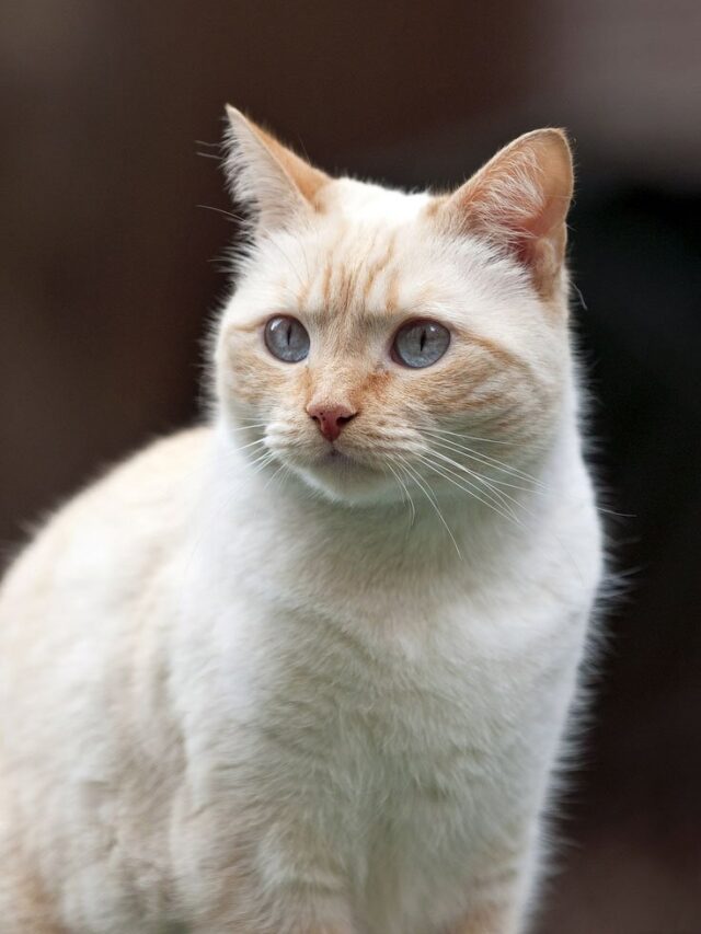 Colorpoint Shorthair cat breed, Siamese-like cats, pointed cats, shorthaired cats, playful cats, intelligent cats, affectionate cats, unique cat breeds, cat care, cat grooming, low-maintenance cats,