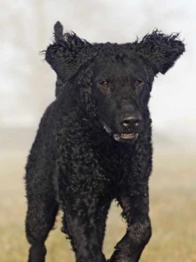 Curly-Coated Retriever, dog breed, characteristics, care, active, family, low-maintenance, intelligent, healthy,