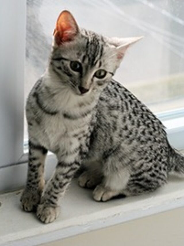 Egyptian Mau, Mau cat care, Egyptian cat breed, Mau cat characteristics, Egyptian Mau temperament, Mau cat grooming, Egyptian Mau kittens, Mau cat health, Egyptian Mau spots, Mau cat history,