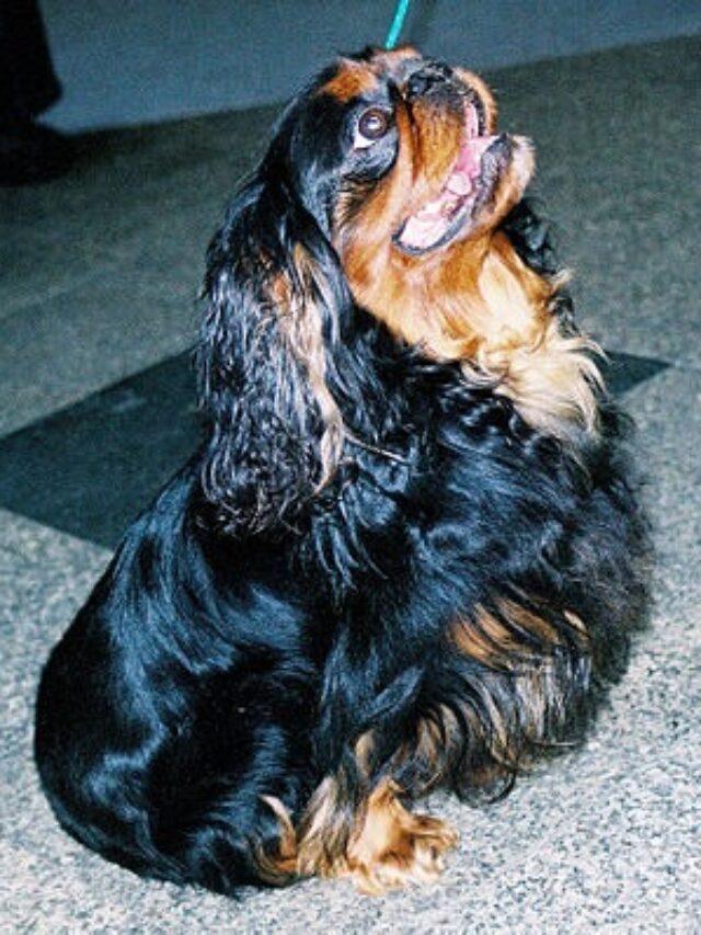 English Toy Spaniel, King Charles Spaniel, toy dog breed, affectionate dog, gentle dog, long-haired dog, lapdog, apartment dog, grooming tips, English Toy Spaniel history,