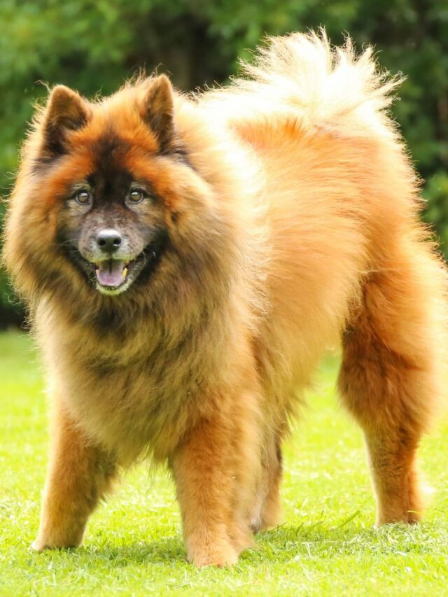 Eurasier dog breed, Spitz Chow Chow mix, medium-sized dog, fluffy coat, loyal, calm, playful, intelligent, trainable, good with children,