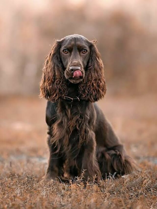 Field Spaniel, dog breed, characteristics, care, gentle, loyal, low-maintenance, families, outdoor enthusiasts,