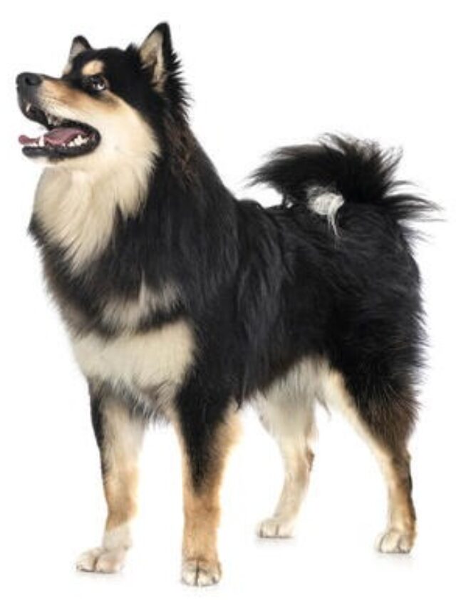 Finnish Lapphund dog breed, Finnish Lapphund characteristics, Finnish Lapphund care, Finnish Lapphund temperament, Finnish Lapphund exercise, Finnish Lapphund training, Finnish Lapphund grooming, Finnish Lapphund health, Finnish Lapphund lifespan, Finnish Lapphund size,