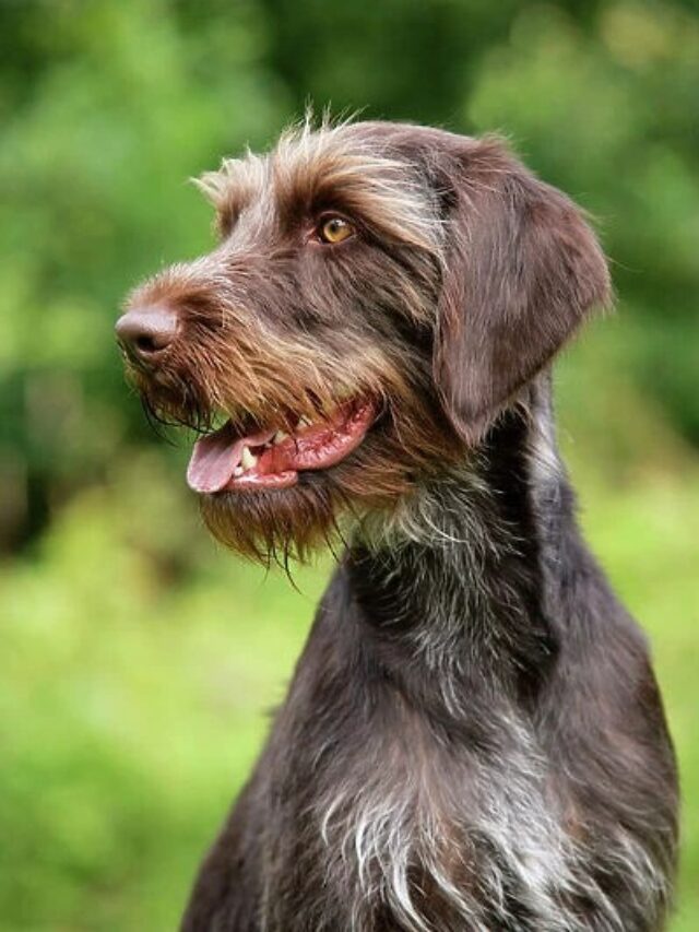 German Longhaired Pointer, GLP dog, hunting dog, working dog, pointer, bird dog, longhaired, active, intelligent, loyal, trainable, family dog,