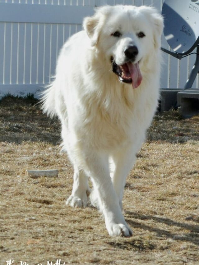 Great Pyrenees, Dog Breed, Characteristics, Care, Majestic, Gentle, Protective, Cold Resistant, Independent, Affectionate, Low Maintenance, Top Choice,