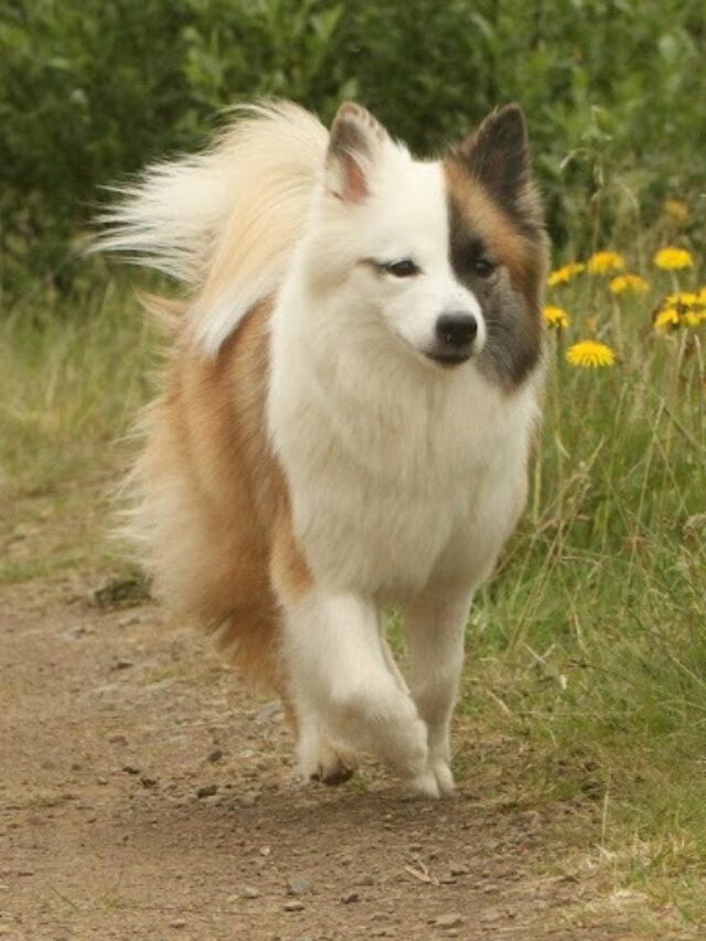 Icelandic Sheepdog, Icelandic Sheepdog characteristics, Icelandic Sheepdog care, Icelandic Sheepdog temperament, Icelandic Sheepdog exercise, Icelandic Sheepdog training, Icelandic Sheepdog grooming, Icelandic Sheepdog health, Icelandic Sheepdog lifespan, Icelandic Sheepdog size,