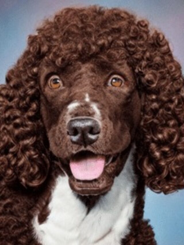 Irish Water Spaniel, dog breed, personality, care, grooming, training, exercise, good family dog, hypoallergenic, lifespan,