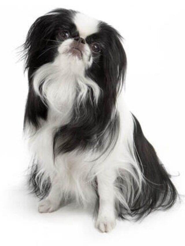 Japanese Chin, Japanese Spaniel, toy dog breeds, elegant dogs, affectionate dogs, playful dogs, spaniel dog breeds, hypoallergenic dogs, apartment living, family dogs, trainable dogs,