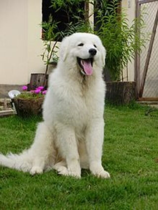 Kuvasz, Kuv, Dog Breed, Characteristics, Care, Majestic, Protective, Intelligent, Independent, Gentle, Cold Tolerant, Low Maintenance, Top Choice,