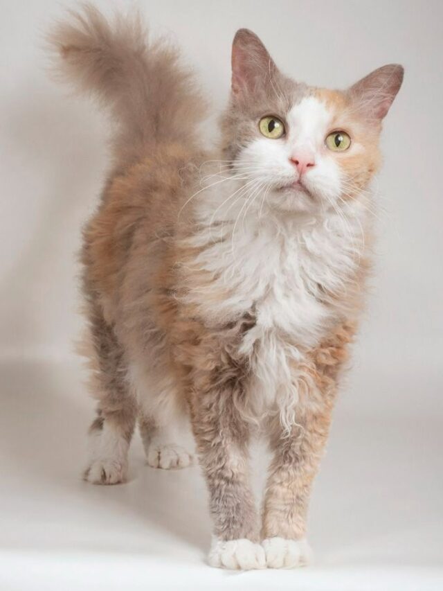 LaPerm cat, curly-haired cats, playful cats, affectionate cats, hypoallergenic cats, intelligent cats, unique cat breeds, cat care, cat grooming, low-maintenance cats,