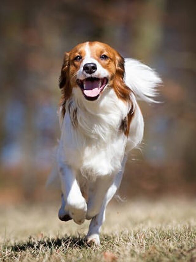 Nederlandse Kooikerhondje, Kooikerhondje, Dutch spaniel, orange dog, small dog, playful, intelligent, trainable, loyal, good with children, active,