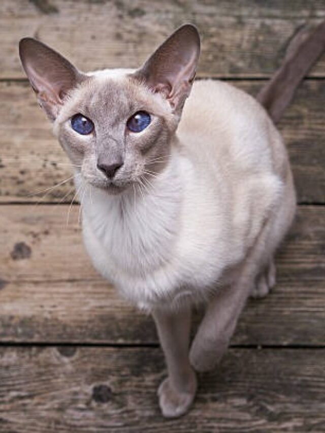 Oriental Shorthair cat, Siamese mix, cat breeds, active cats, affectionate cats, vocal cats, cat care, cat grooming, unique cat breeds,