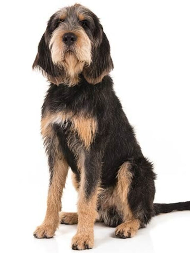 Otterhound, dog breed, scent hound, playful, friendly, active, grooming, exercise, training, family,