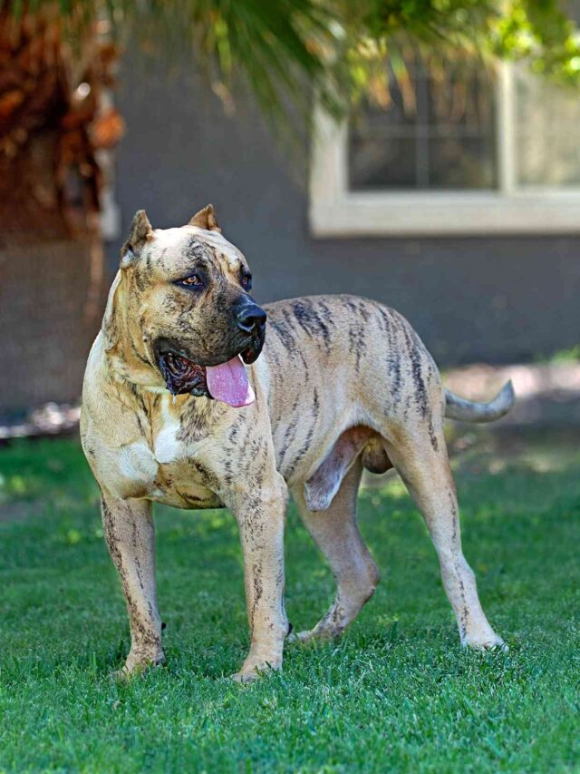 Perro de Presa Canario, Characteristics, Care, Robust, Fearless, Loyal, Vigilant, Adaptable, Independent, Protective, Guardian Breed,