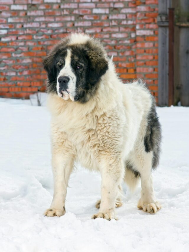 Pyrenean Mastiff, Pyrenees, gentle giants, large dog breeds, mountain dogs, guardian dogs, hypoallergenic dogs, family-friendly dogs, low-maintenance dogs, livestock guardians,