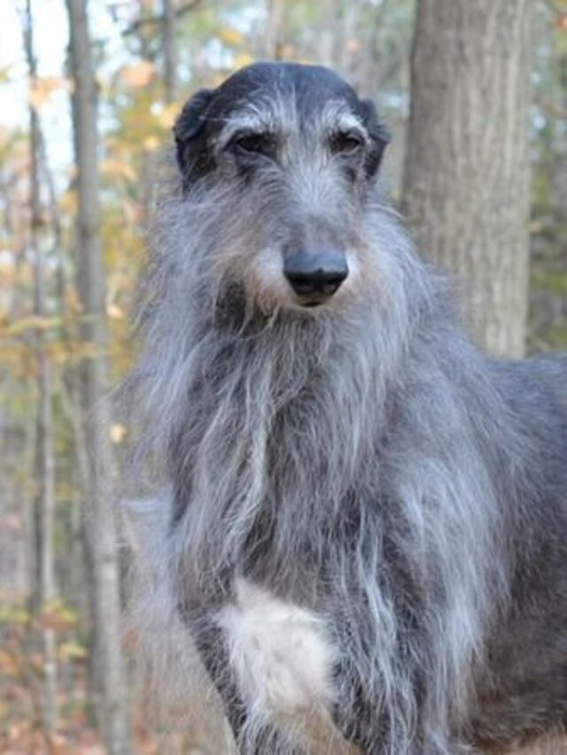 Deerhound, gentle giant, Scotland, hound, tall, hunting, temperament, exercise, grooming, lifespan, family,