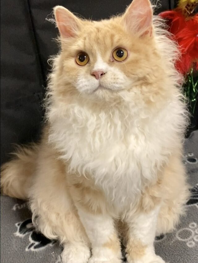 Selkirk Rex cat, curly-haired cats, affectionate cats, playful cats, unique cat breeds, cat care, cat grooming, hypoallergenic cats, teddy bear cats, friendly cats,