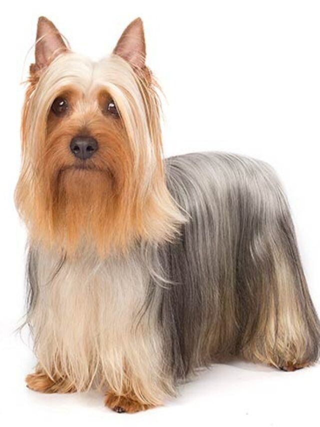 Silky Terrier, terrier breeds, small dogs, playful dogs, intelligent dogs, active dogs, silky coat, dog care, dog breeds for families, dog breeds for apartments,