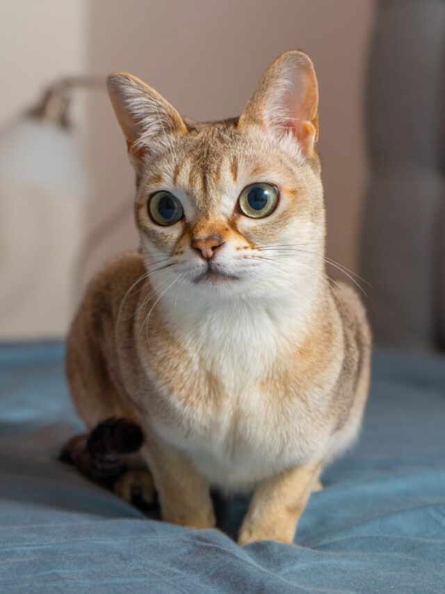 Singapura cat breed, smallest cat breed, brown cats, affectionate cats, playful cats, intelligent cats, unique cat breeds, cat care, cat grooming, low-maintenance cats,