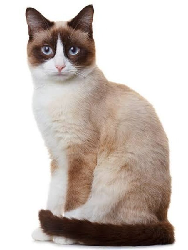 Snowshoe cat, bicolor cats, Siamese mix, affectionate cats, intelligent cats, playful cats, unique cat breeds, cat care, cat grooming, hypoallergenic cats,