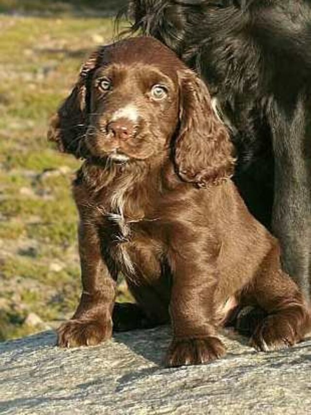 Sussex Spaniel, dog breed, characteristics, care, gentle, loyal, low-maintenance, families, outdoor enthusiasts,