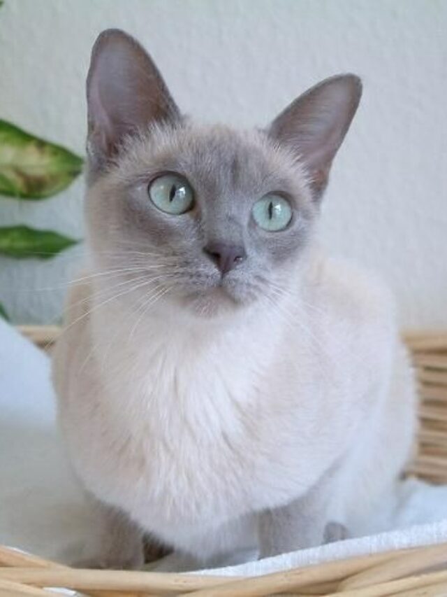 Tonkinese cat, pointed cats, Siamese mix, Burmese mix, affectionate cats, intelligent cats, playful cats, vocal cats, unique cat breeds, cat care, cat grooming,