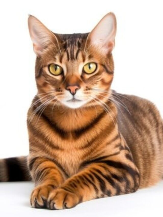 Toyger cat, tiger-striped cat breeds, playful cats, intelligent cats, active cats, affectionate cats, unique cat breeds, cat care, cat grooming, low-maintenance cats,