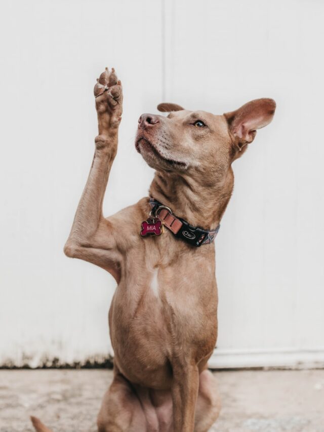 teach dog to give paw, dog tricks, paw command for dogs, canine training, dog behavior tricks, top paw-shaking techniques, dog training tips, pet tricks, fun dog commands, teaching paw to dogs,