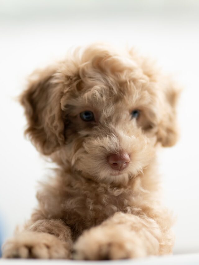 Cavapoo, designer dog breed, Cavalier King Charles Spaniel, Poodle mix, temperament, exercise, grooming, hypoallergenic, family dog, playful,