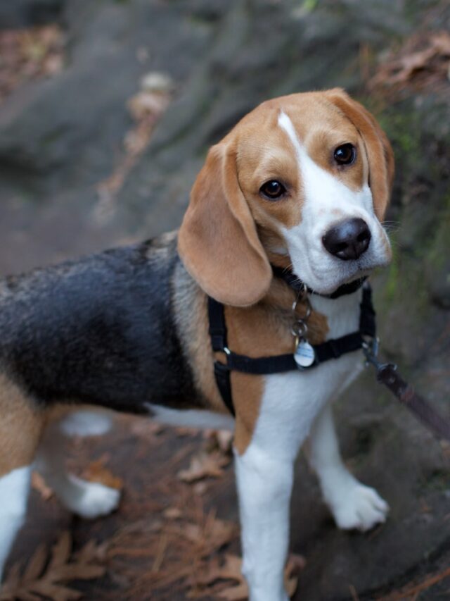 beagle, beagle dog, beagle puppy, beagle personality, beagle facts