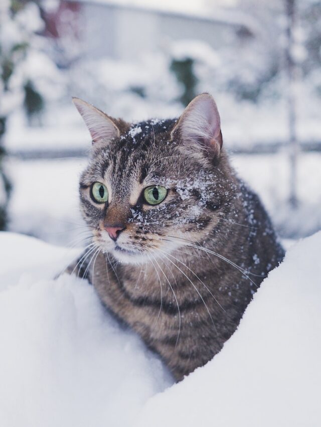 cats cold winter, cats freeze, cats hypothermia, help cats stay warm