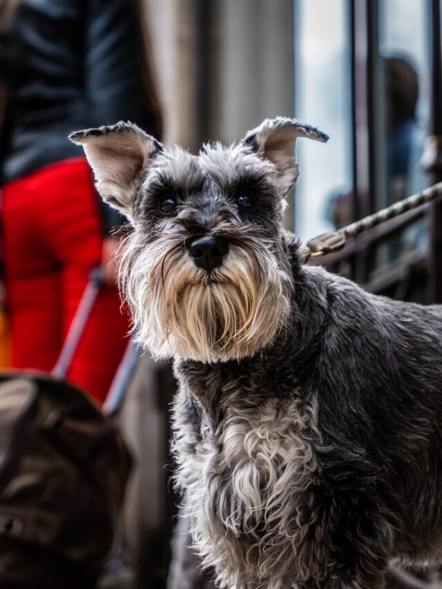 schnauzer, miniature schnauzer, giant schnauzer, standard schnauzer, schnauzer facts